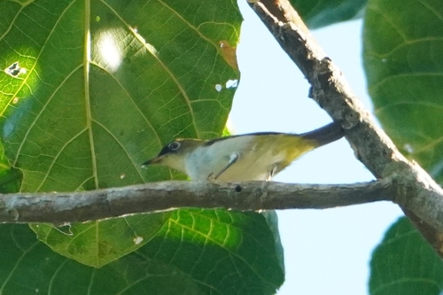 Cream-throated White-eye (Zosterops atriceps), photo 2