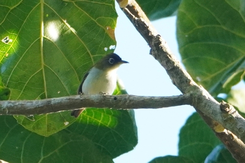 Cream-throated White-eye (Zosterops atriceps), photo 7