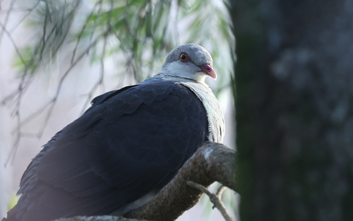 White-headed Pigeon