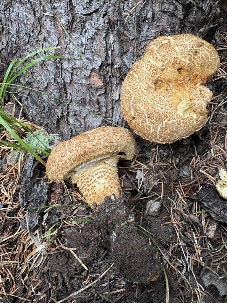 shaggy scalycap · August 2026 · photo: Photo: (c) jerryn, some rights reserved (CC BY) · iNaturalist