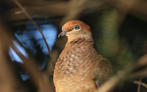Brown Cuckoo-Dove