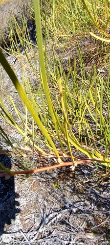 Acacia granitica observed 2026-08-02