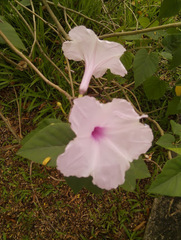 Ipomoea carnea
