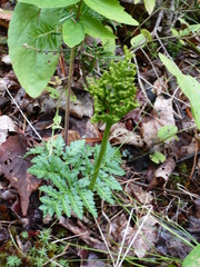 Sceptridium robustum