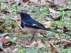 Copsychus saularis andamanensis