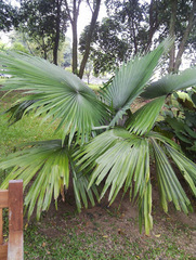 Licuala peltata