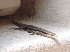 Notomabuya frenata