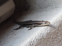 Notomabuya frenata