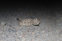 Crotalus cerastes cerastes