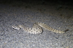 Crotalus cerastes cerastes