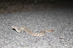 Crotalus cerastes cerastes