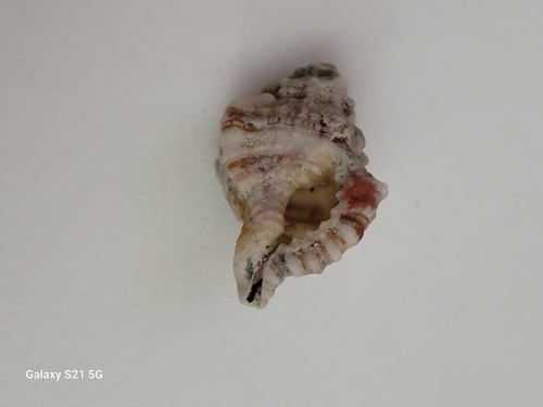 Gutturnium muricinum observed 2026-08-07