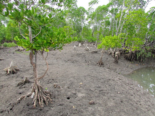 Ceriops tagal