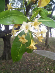 Fagraea fragrans