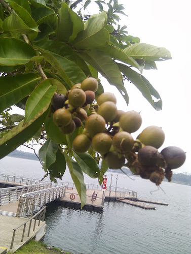 Java Almond (Canarium vulgare)