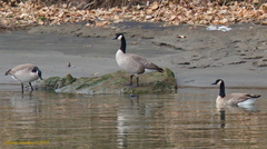 Branta canadensis