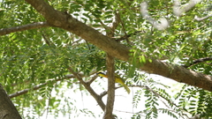 Telophorus sulfureopectus