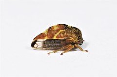 Cyrtolobus fenestratus