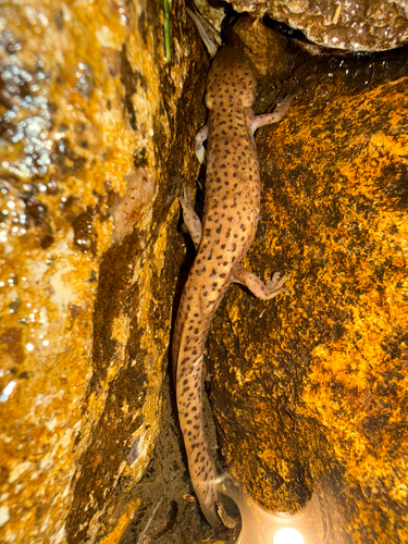Black-spotted Stout Newt