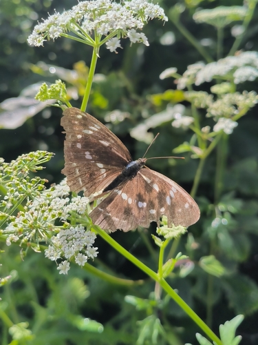 Yunnan Admiral