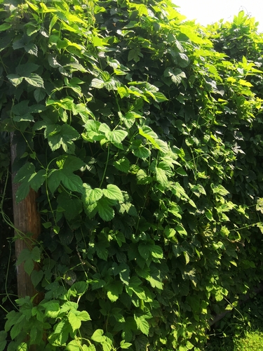 common hops