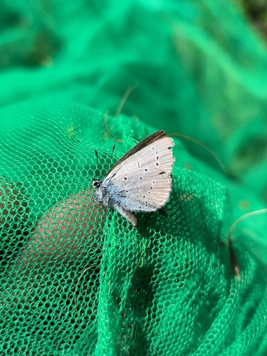 Small Blue