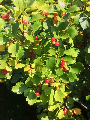 Siberian Currant