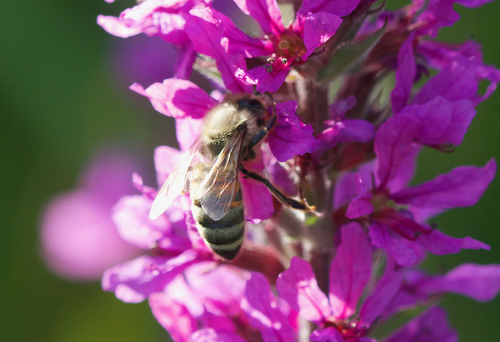 Western Honey Bee