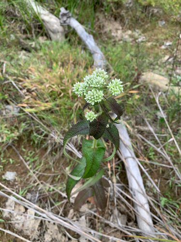 common boneset