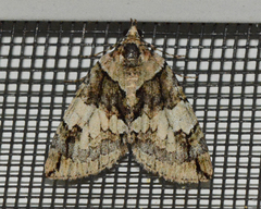 Hydriomena divisaria