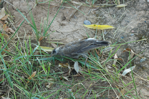 White-cheeked Starling