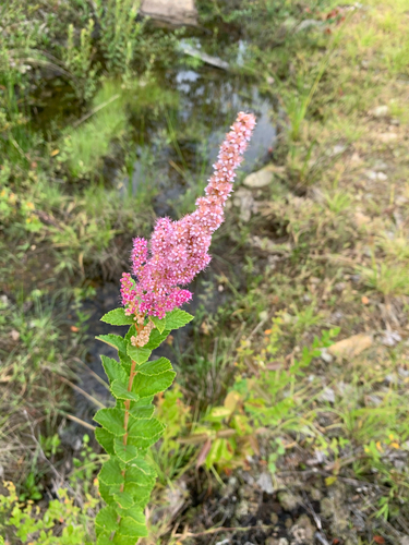 Steeplebush