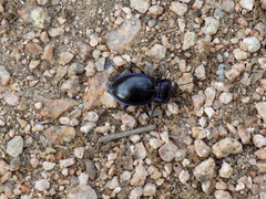 Carabus finitimus
