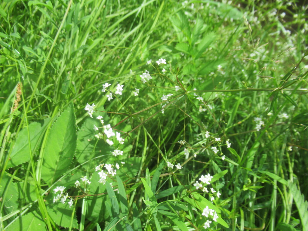 Galium uliginosum; photograph author not stated, no rights reserved