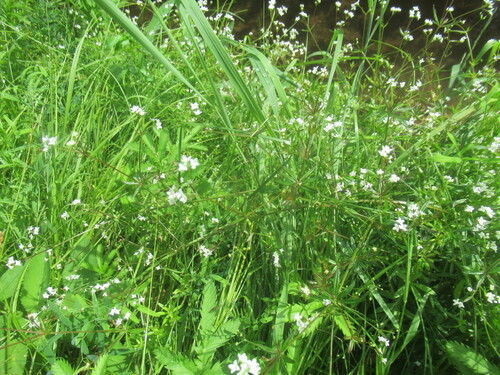Galium uliginosum, photograph 6