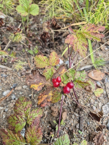 Stone Bramble