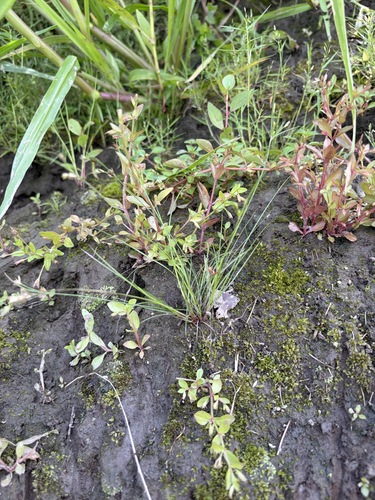 Juncus dichotomus observed 2026-08-06