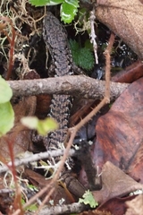 Elgaria coerulea coerulea