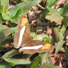 Adelpha falcipennis