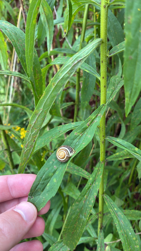 Cepaea