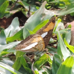 Adelpha falcipennis