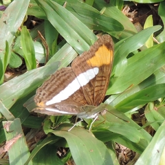 Adelpha falcipennis