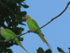 Psittacula longicauda