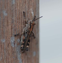 Ognevia longipennis