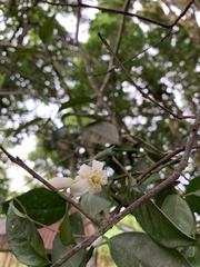 Murraya paniculata