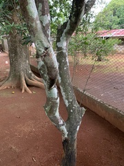 Murraya paniculata