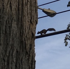 Sciurus carolinensis