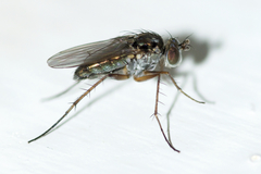 Dolichopodinae