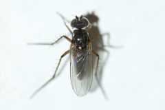 Dolichopodinae