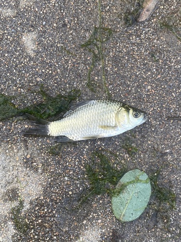 Goldfish